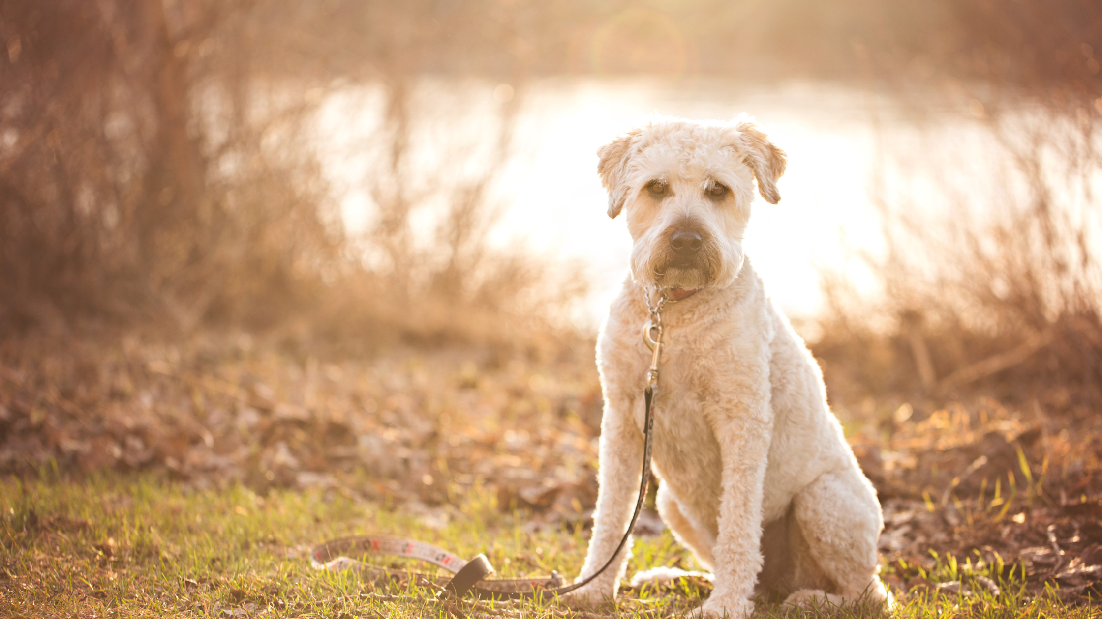 A well groomed SCWT sitting by a lake
