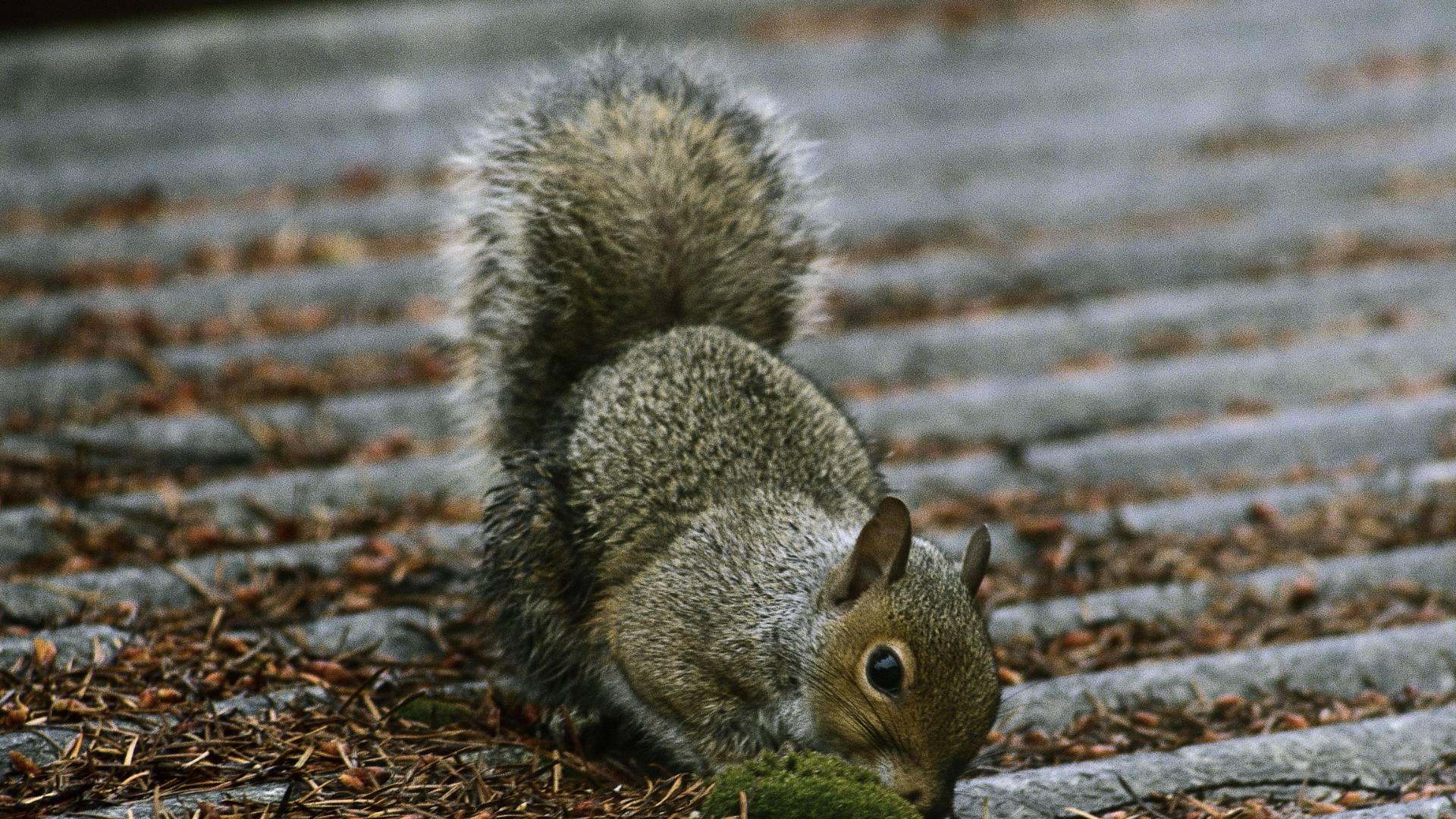 Dangers and Damages Caused by Squirrels on Roofs