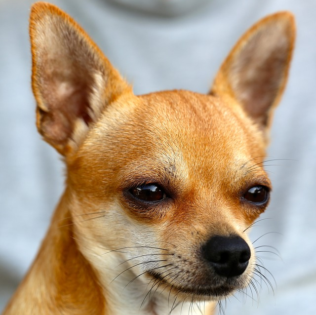 chihuahua, chien, animal de compagnie - Paris Hiltons dog house