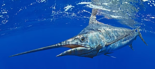 a marlin is a great example of the niche customer your business should target through its brand strategy