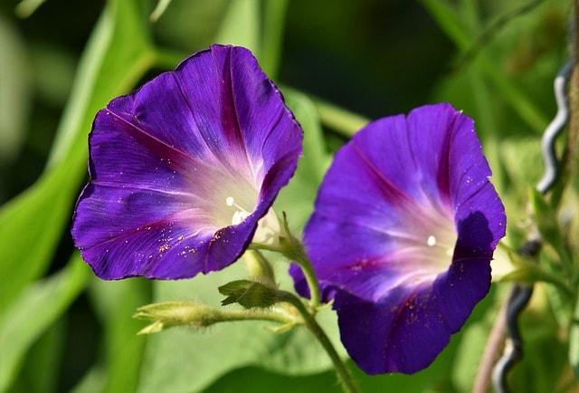 flower, morning glory, botany, plant, flora, bloom, blossom, growth, nature, morning glory, morning glory, morning glory, flower background, flower wallpaper, morning glory, beautiful flowers, morning glory