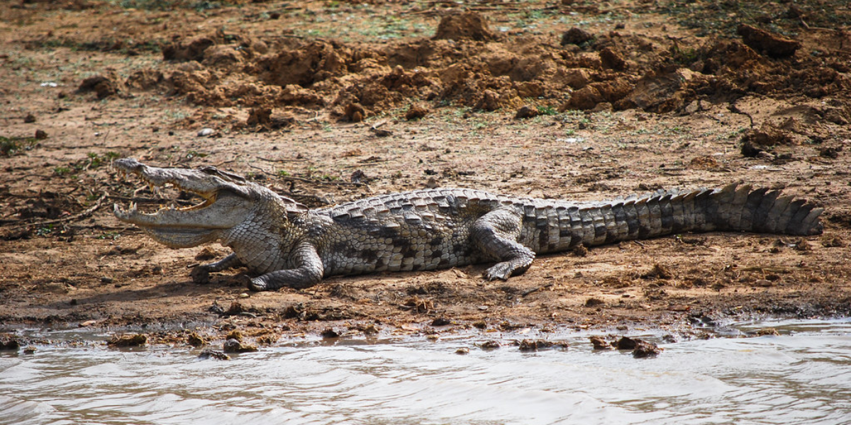 interesting animals in morocco