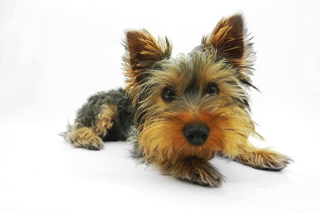 yorkshire terrier, dog, terrier, strange dogs, yorkie puppy, true terrier