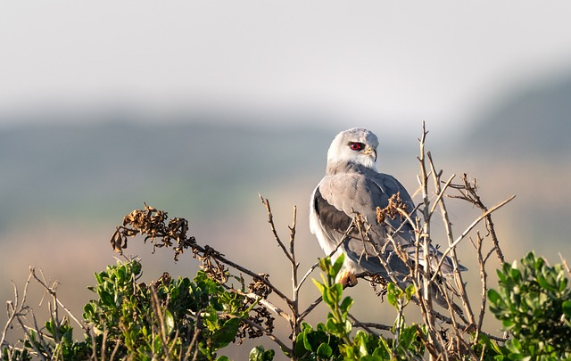 black-winged kite, black-shouldered kite, kite