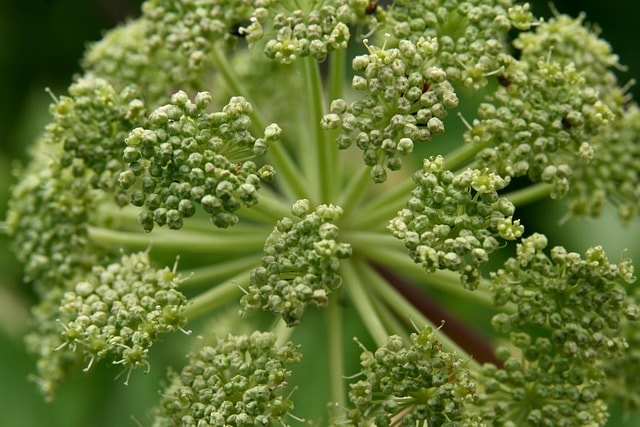 当归 l，药用当归，brustwurz，真正的，当归，花园当归，holy geistwurz，开花，绽放，芽，绿色，植物，自然，花园，当归，当归，当归，当归，当归
