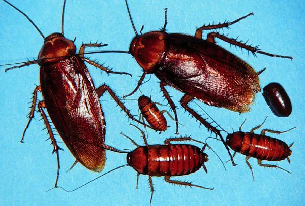 An image showing the various stages of American cockroaches.