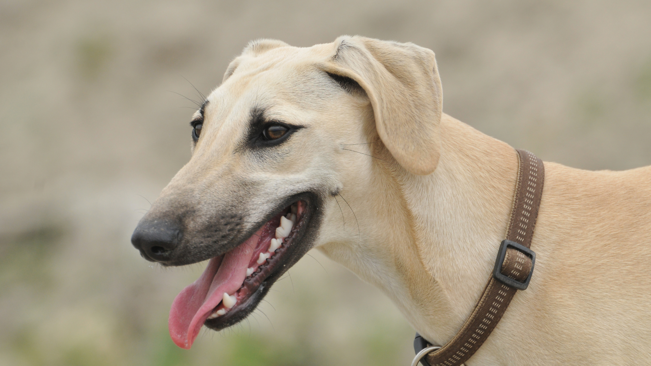 A smiling Arabian Greyhound