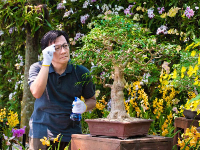 An attentive gardener carefully applying liquid bonsai fertilizer to a well-maintained bonsai tree in a lush garden.