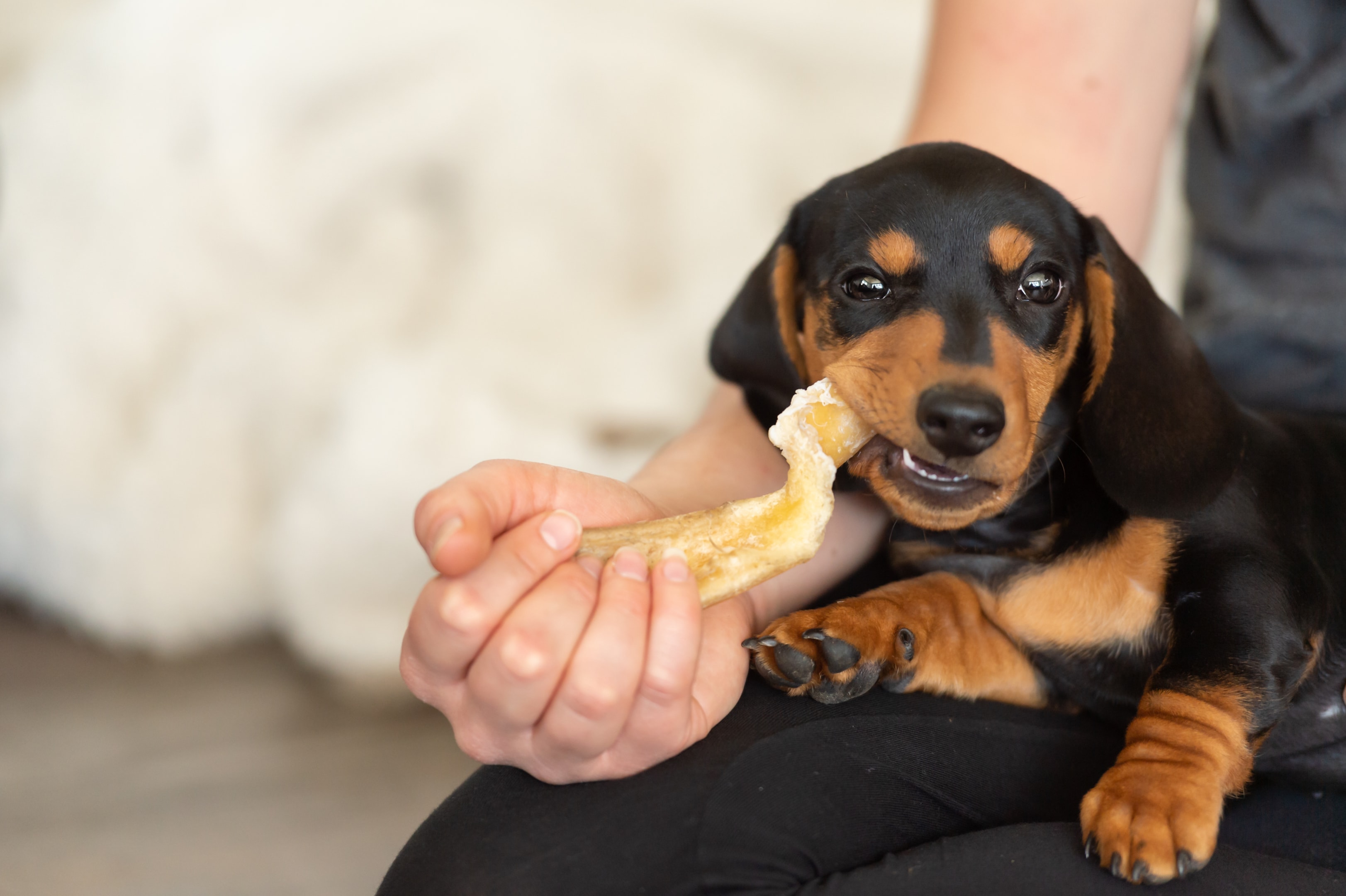 A selection of beef pizzles as dog treats, indicating their safety for dogs.