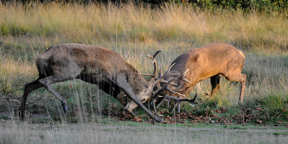 common dangerous animals in ireland