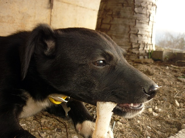 Dog bones that take a outlet long time to chew