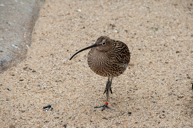 bird, sand, kiwi