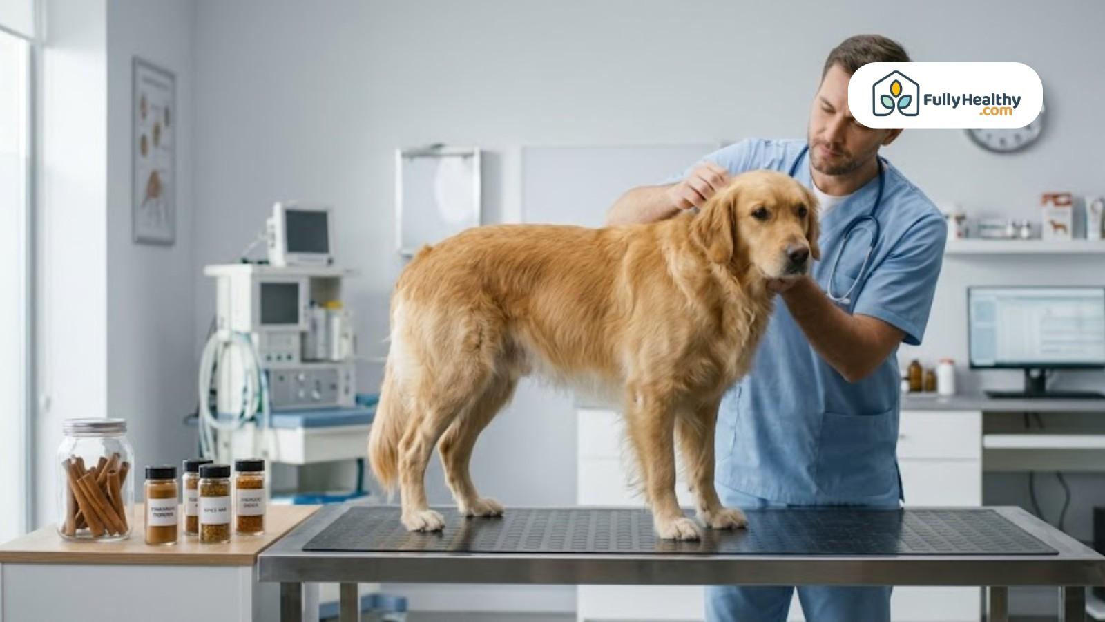 Veterinarian examining golden retriever on table in clean clinical setting