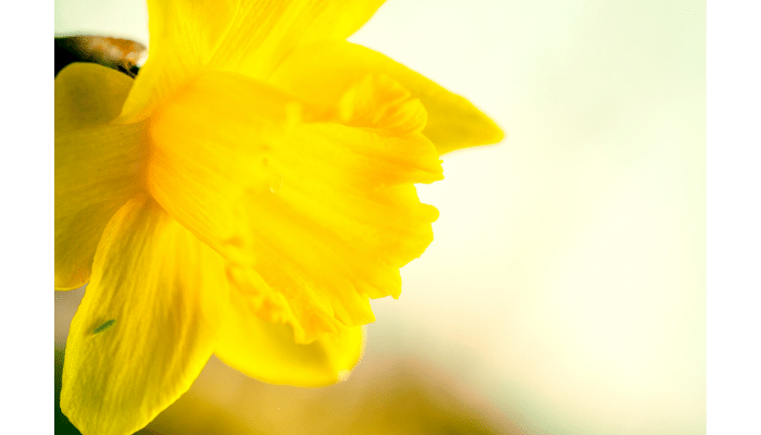 caring for daffodils