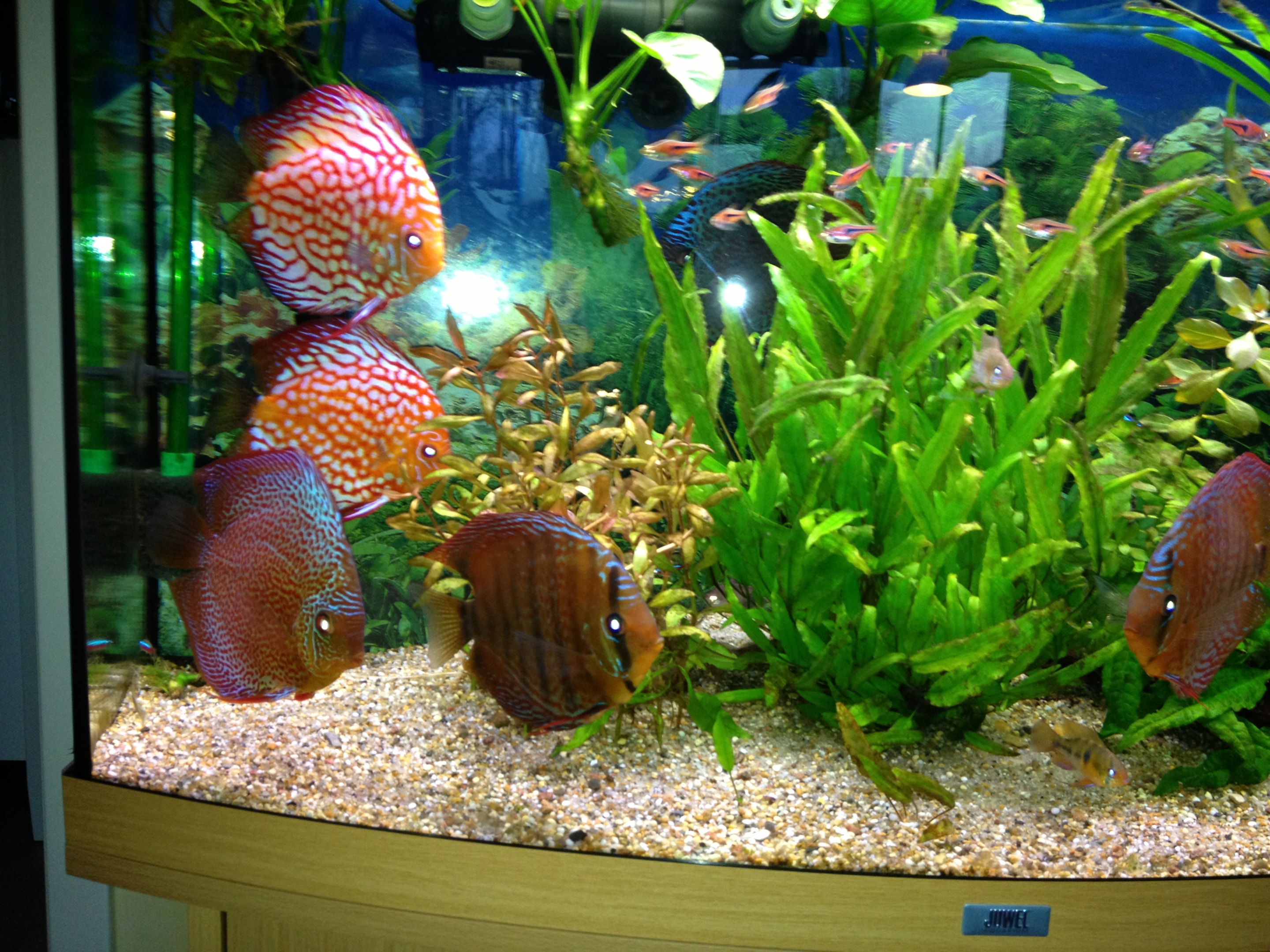 Vibrant colours in aquarium can enhance the mood