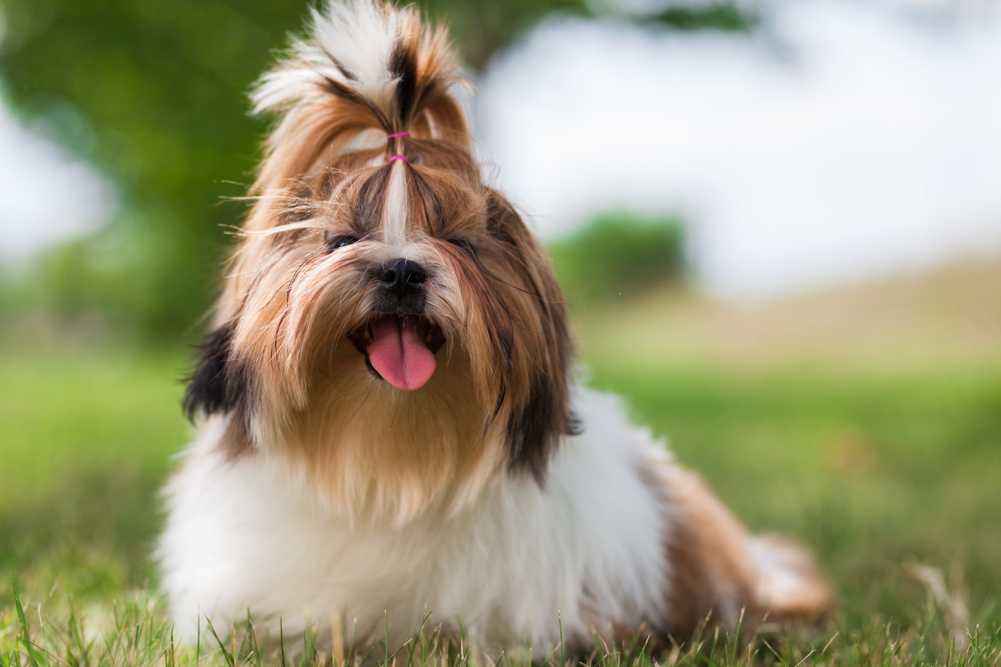 A happy Shih Tzu with its long hair tied up