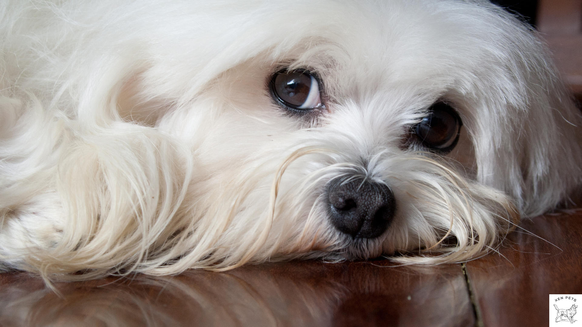 Maltese dog showing whale eyes