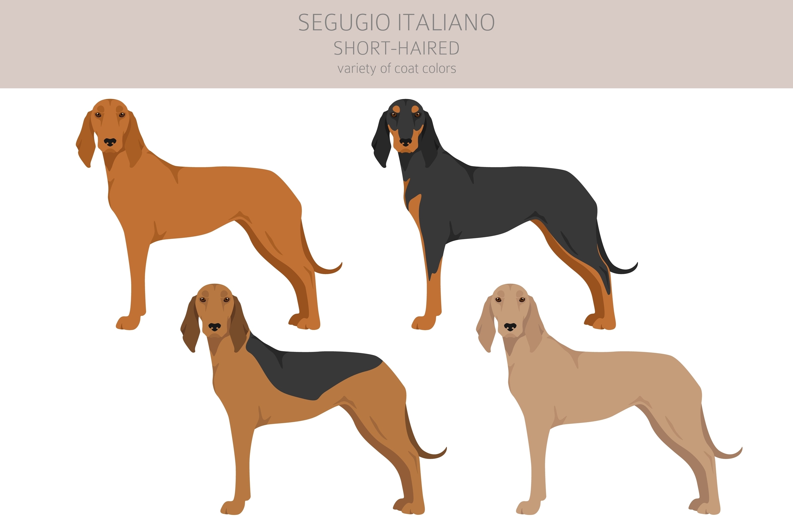 Infographic showing the coat variants of the Segugio Italiano