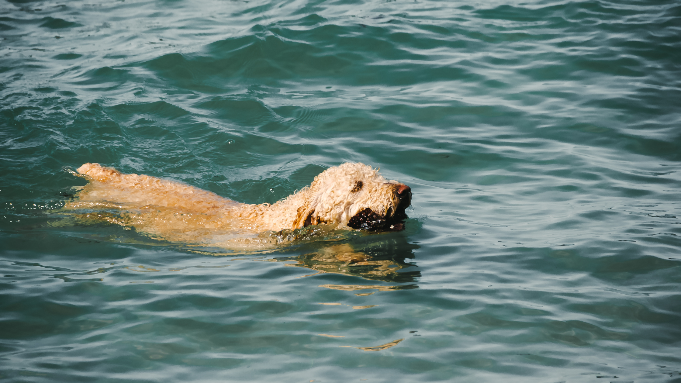 A healthy SCWT swimming in a a lake