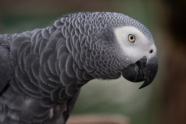 grey parrot, african grey parrot, parrot
