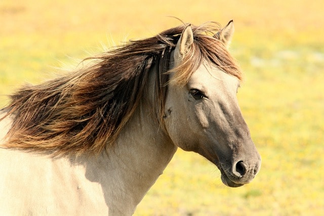 horse's head against pale background