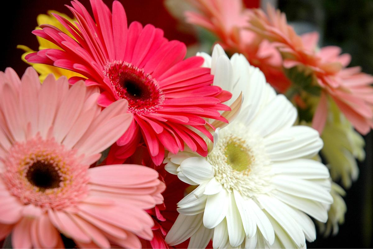 Pink Gerbera daisy care and flower heads of cut flowers from Fabulous Flowers, popular ornamental flowers