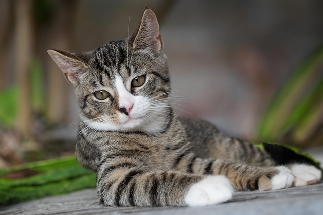 european shorthair, cat, kitten, domestic animal, young cat, pet, animal, domestic cat, mammal, close up, nature, feline, cat, cat, cat, cat, cat