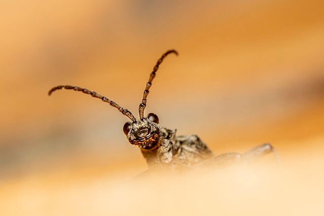 black-spotted longhorn beetle, beetle, insect