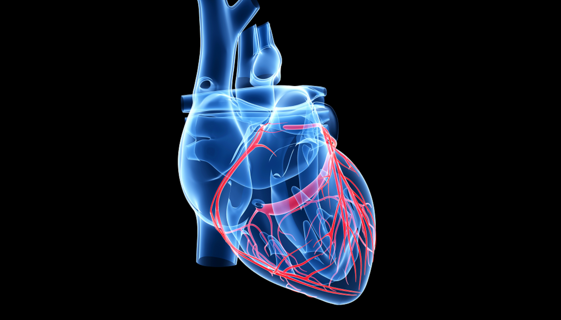3D-illustrasjon av hjerte og blodårer – virkning og bivirkninger.