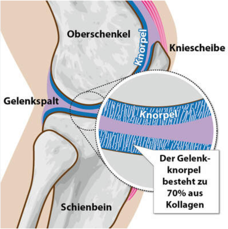 Wirkung von Kollagen auf die Gelenke