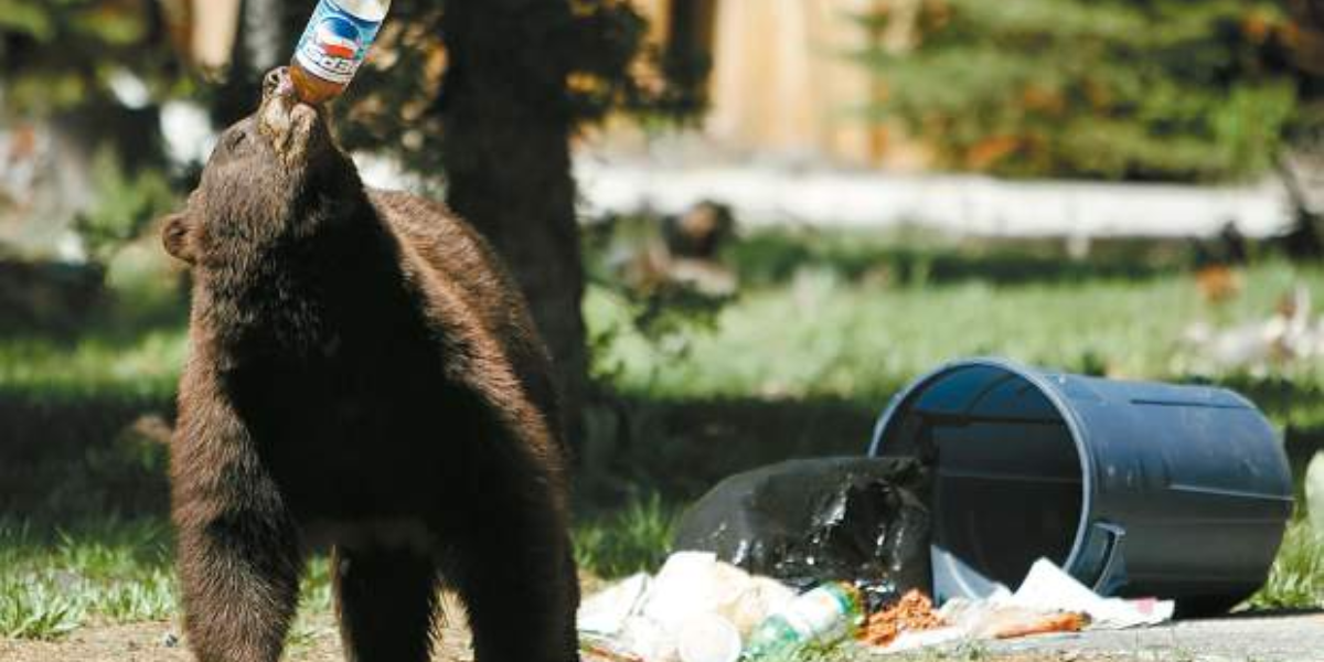 interesting animals in lake tahoe