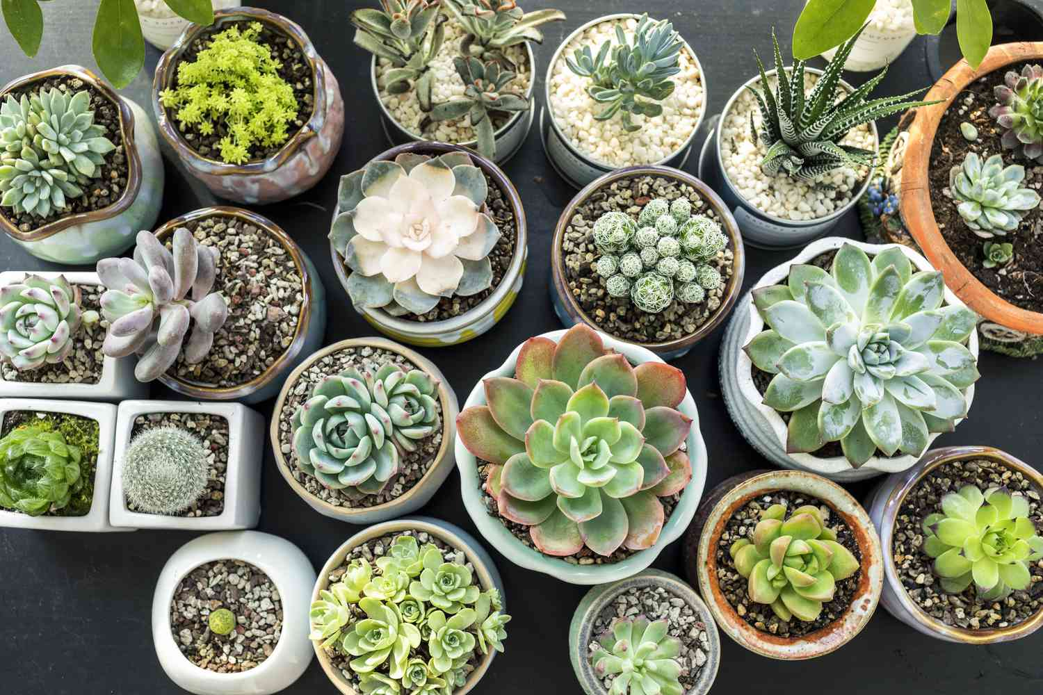 diseases of succulents, succulent plants