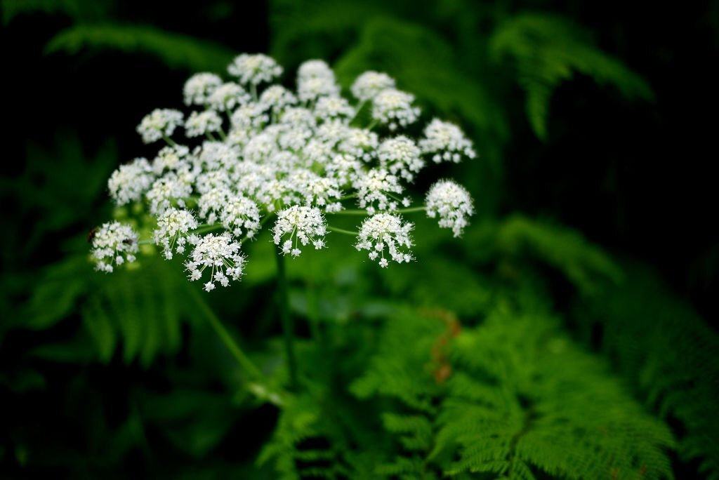 Garden Angelica