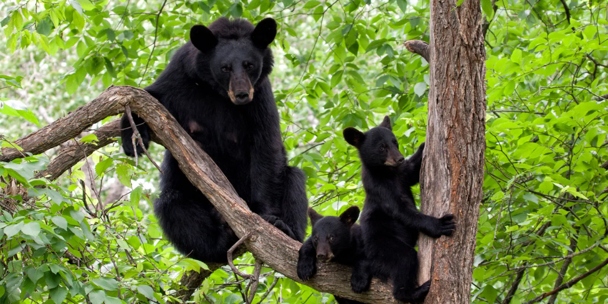 interesting animals in denali national park