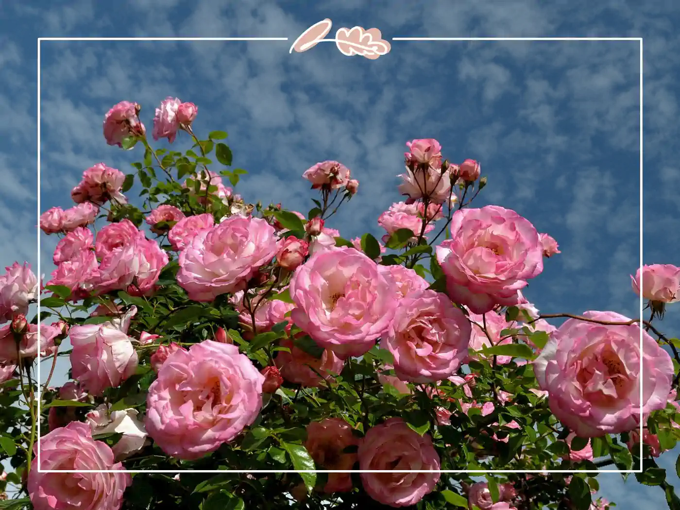 Lush pink roses blossoming under a clear blue sky. Fabulous Flowers and Gifts