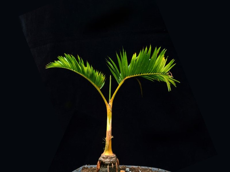 Bonsai palm tree