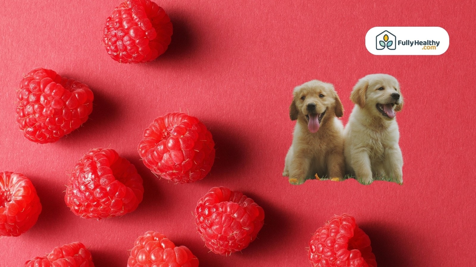 Scattered raspberries on red background with two playful golden puppies