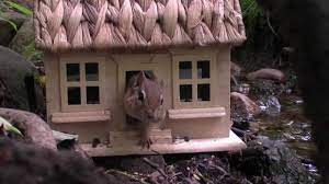 Chipmunk House 1 - YouTube