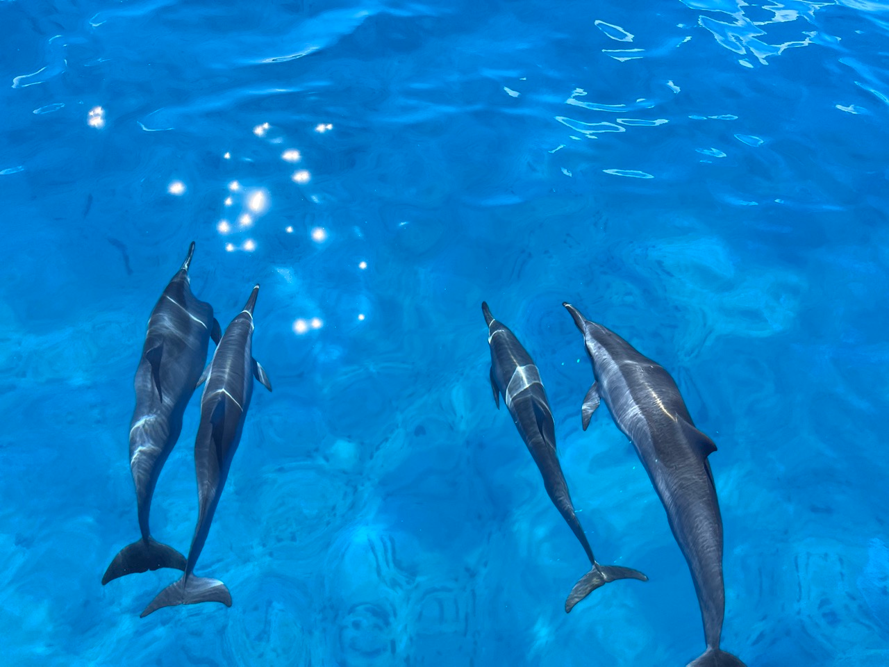 Spinner Dolphins Swimming in the offshore waters of Oahu