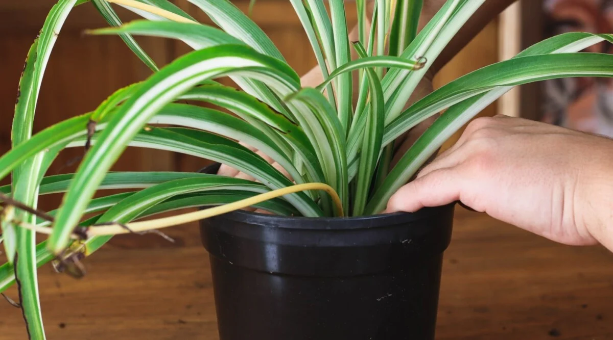 spider plant