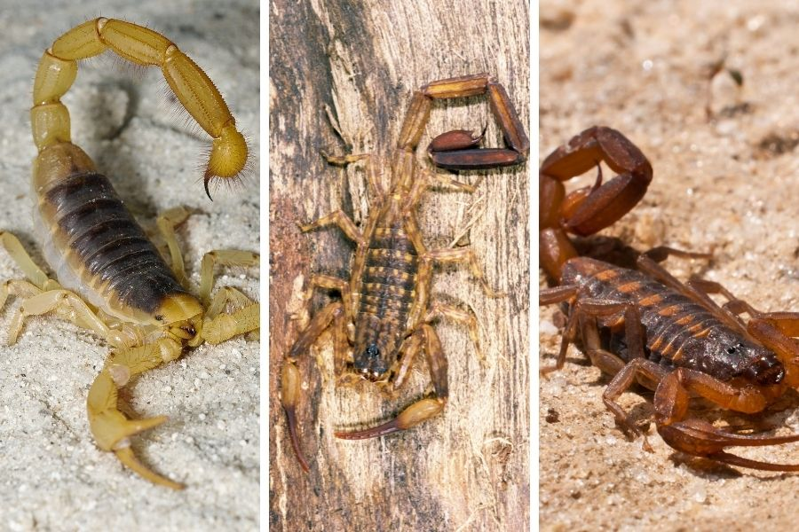 Unveiling the Truth Bark Scorpions in Las Vegas Exploring Pest Species
