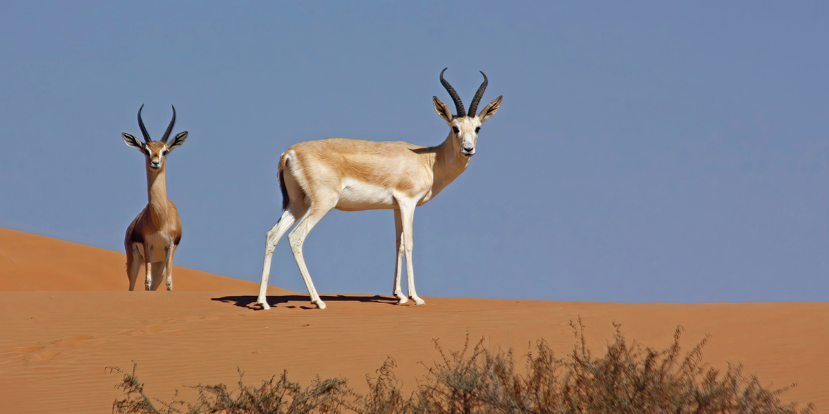 interesting animals in dubai