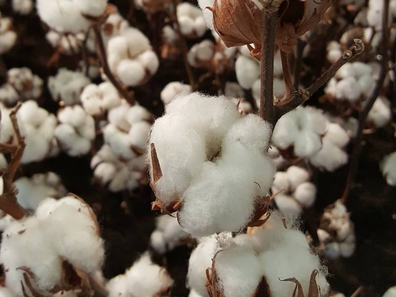 The cotton plant in its natural habitat (ie, a cotton field). This plant might've already wound up a t-shirt