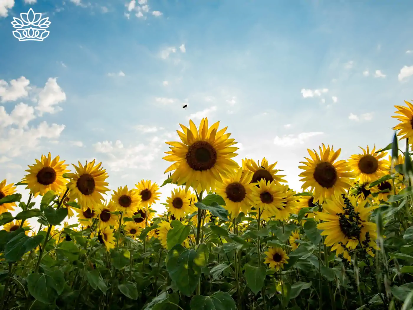 A sunlit field of golden sunflowers reaching towards a blue sky with fluffy clouds, a bee hovering above, symbolising the dynamic harmony of nature. Fabulous Flowers and Gifts: Flower Arrangements Under R500, Delivered with Heart.