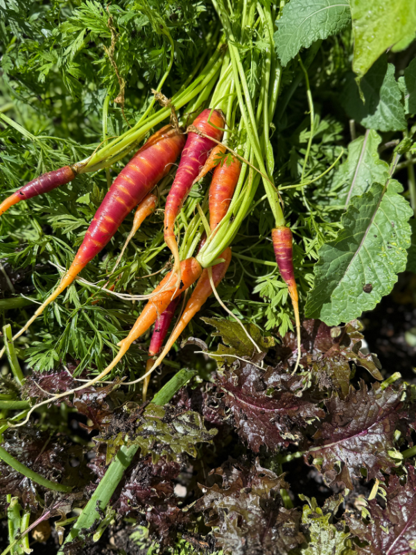 carrots  at a Houston farmers market