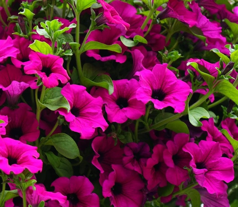 Petunias are the most popular annual flower in the USA Petunias are the most popular annual flower in the USA