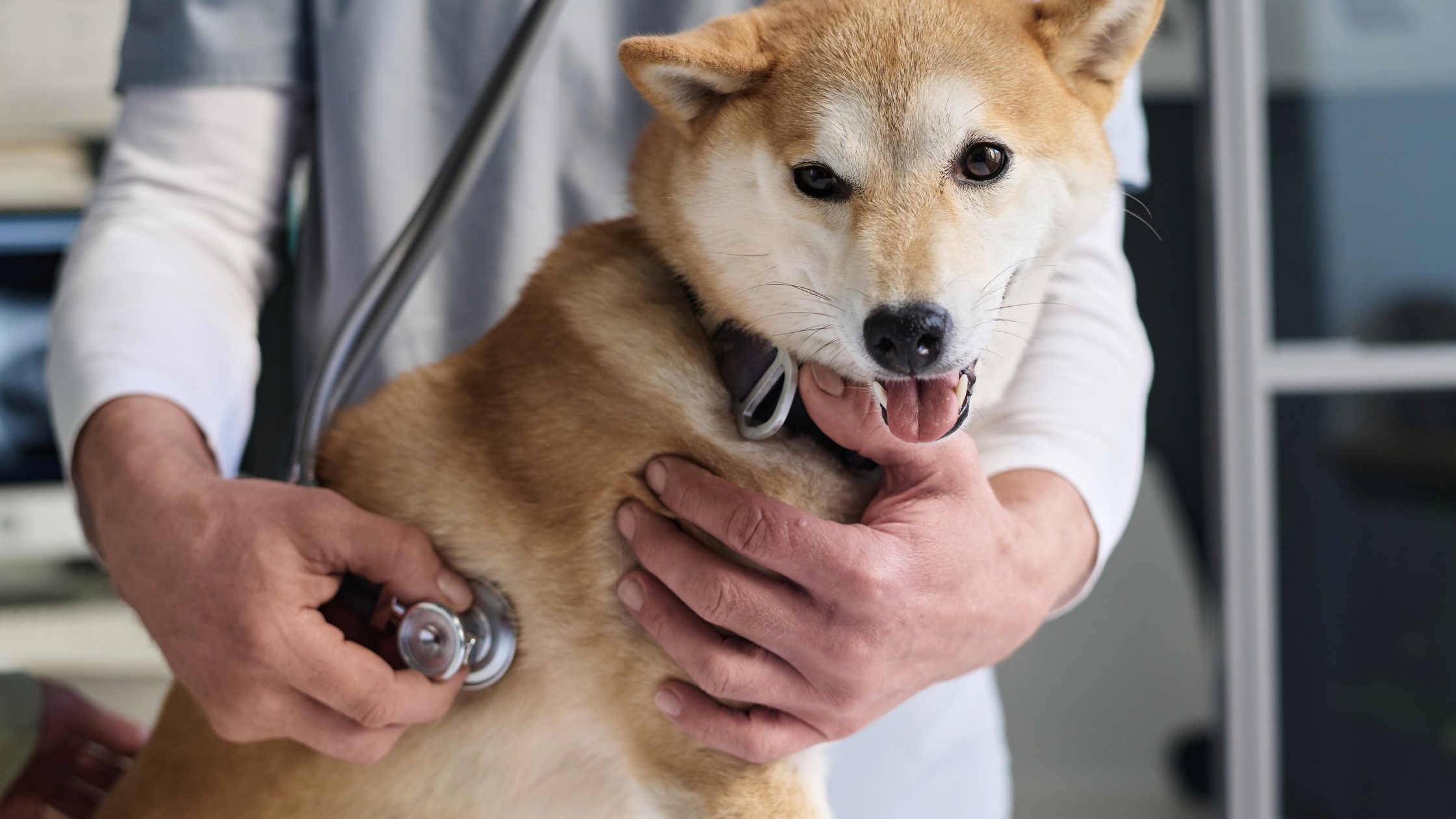 A Shiba at a vets office receiving a check up