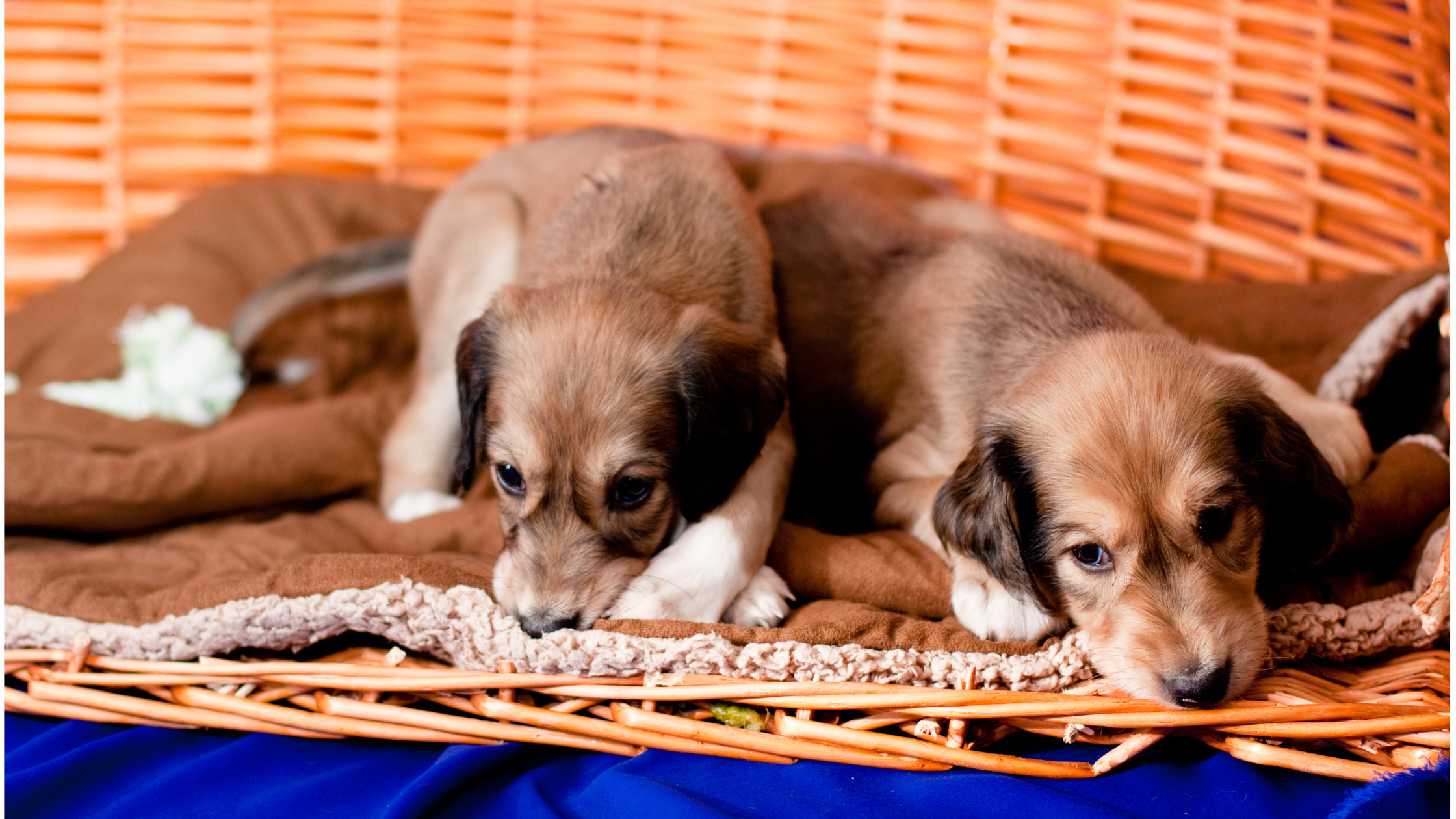 Two Saluki puppies laying comfortably on a blanket