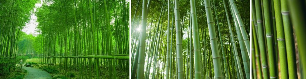 Bamboo living environment