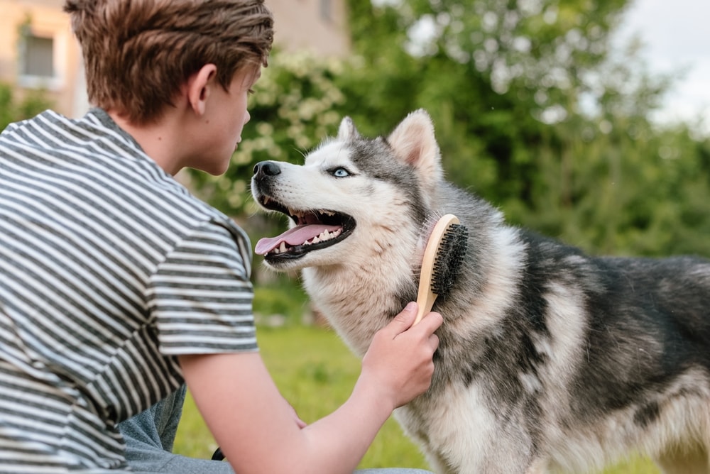 dog brush, brushing, shedding